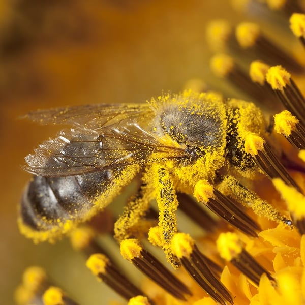 Abeille-3