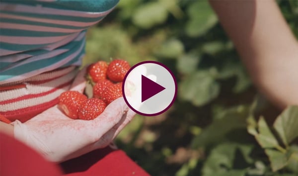 La fraise par Les vergers Boiron-3