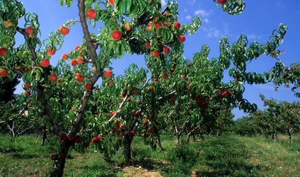 Terroir-2