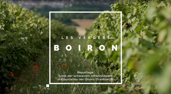 Vignette DE