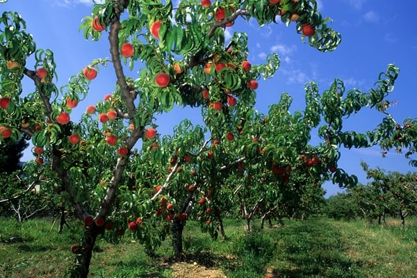 pêchersw
